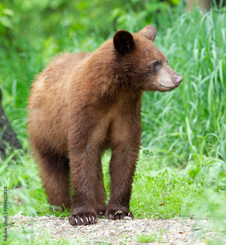 Obraz premium Young Black Bear in Minnesota wilderness