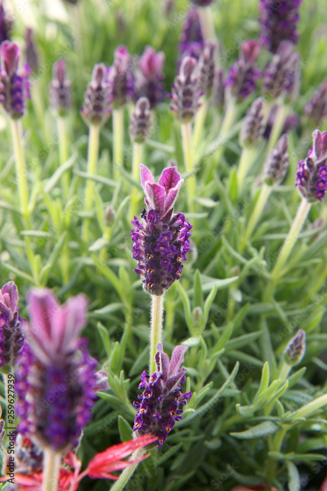 Fototapeta premium purple flowers in a field
