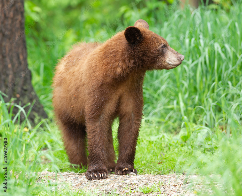 Fototapeta premium Young Black Bear in Minnesota wilderness
