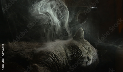 Grey Smoking cat