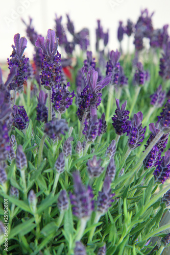 field of lavender