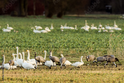 Whooper swans, Cygnus cygnus, and cranes, Grus grus, in winter photo