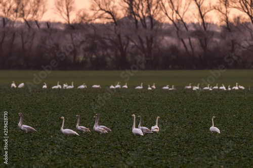 Whooper swans, Cygnus cygnus, in winter on a field photo