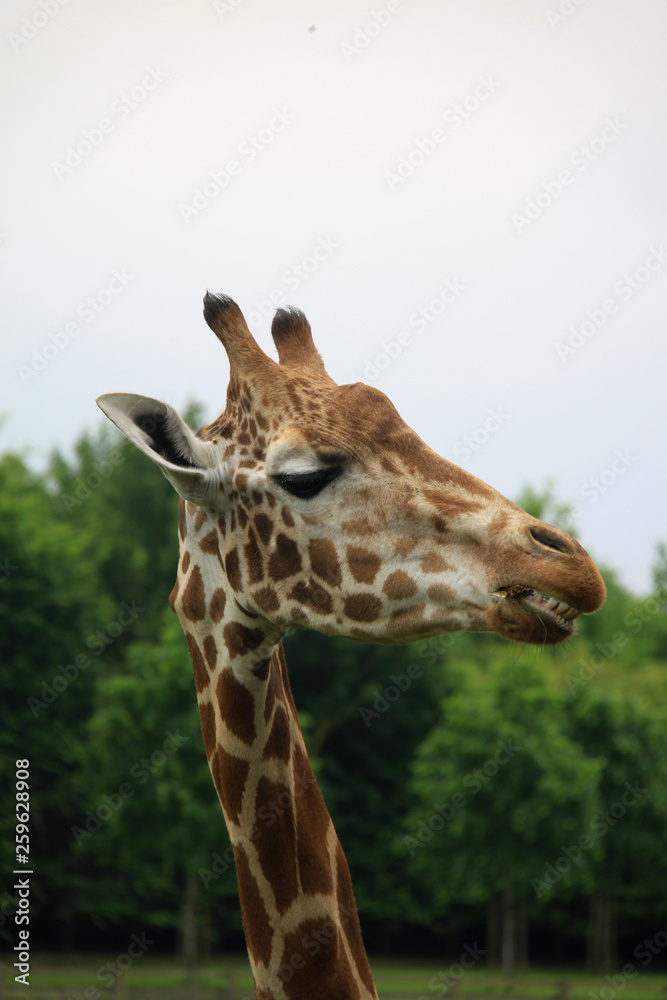 Amusing image of the head of a giraffe eating leaves Amusing image of the head of a giraffe eating leaves