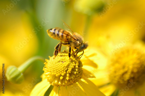 Honey Bee photo