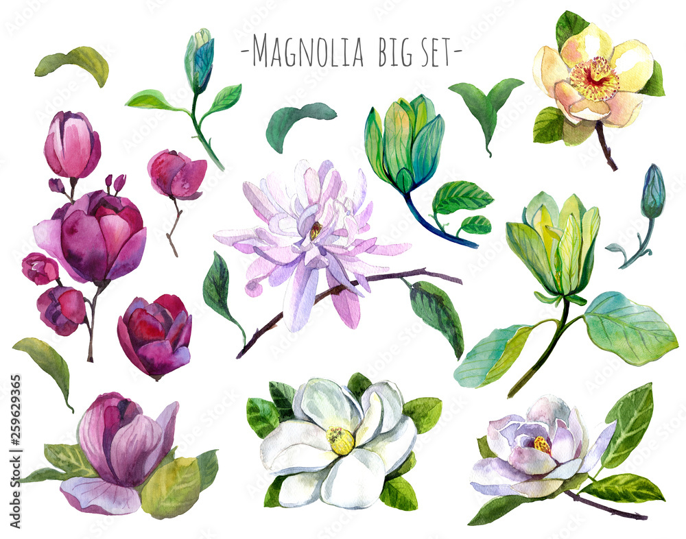 Watercolor set of magnolia flowers isolated on white. Red,yellow, white , green magnolia flowers, branch,leaves and buds isolated. Big flowers set. Big magnolia set.