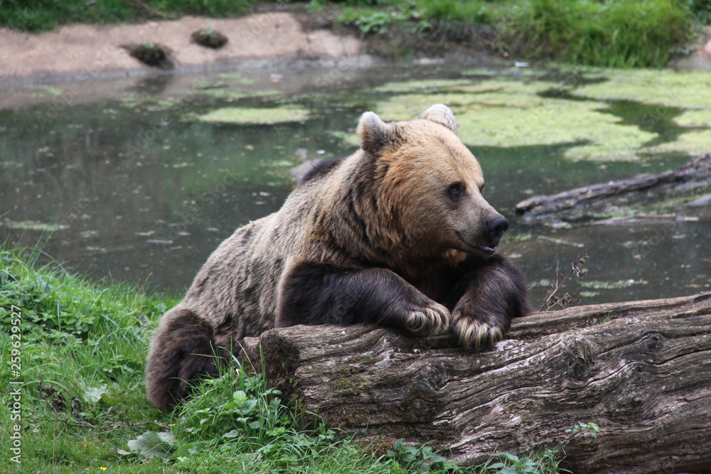 Fototapeta premium Brown bear leaning on a log by a lake