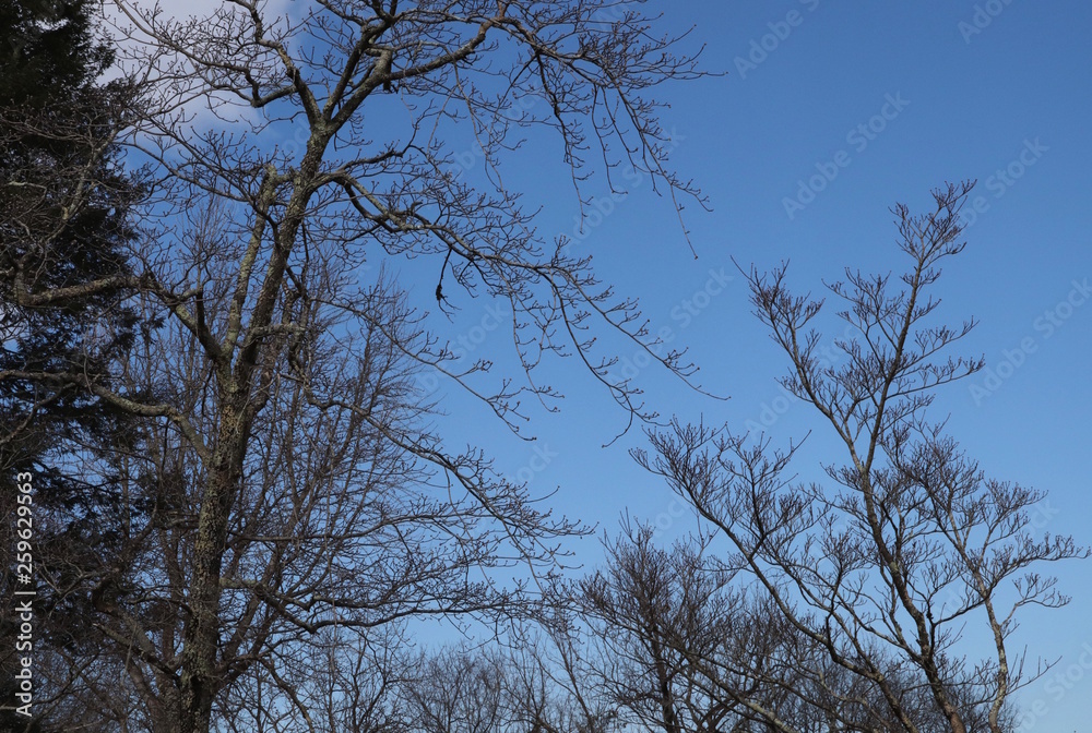 Branches in Winter Make Etching Acorss Sky Branches in Winter Make Etching Acorss Sky