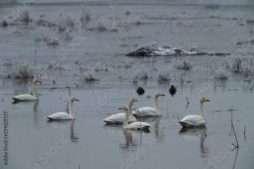 group of whooper swans Cygnus cygnus, in winter photo