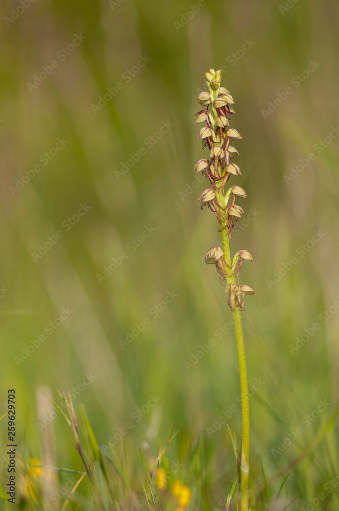 Orchis homme pendu