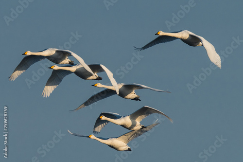 group of flying whooper swans Cygnus cygnus, in winter photo