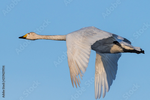 flying whooper swan, Cygnus cygnus, in winter photo