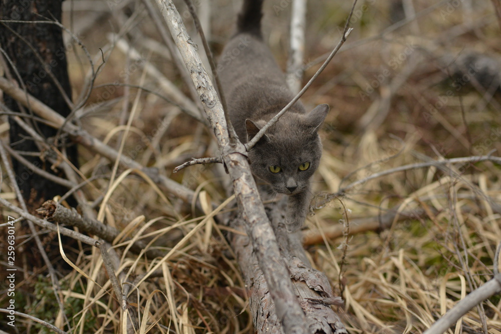 Obraz premium grey wild cat walking on wood