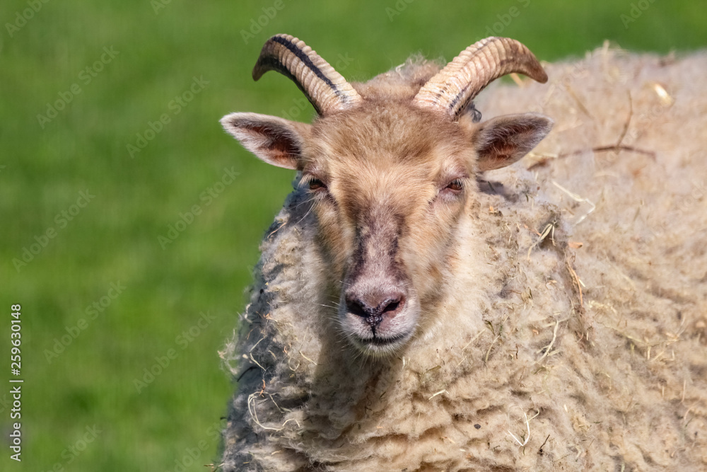 sheep sheep