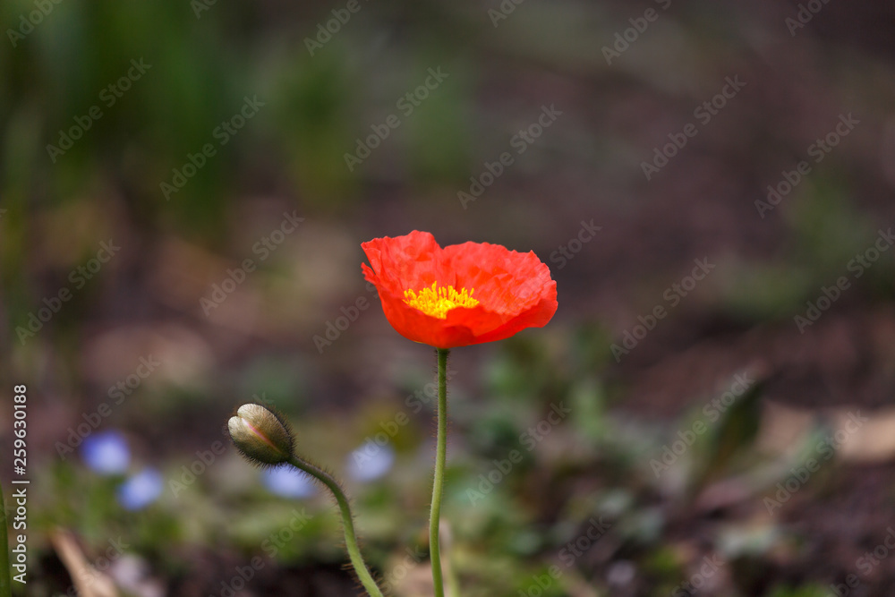 Obraz premium Poppy
