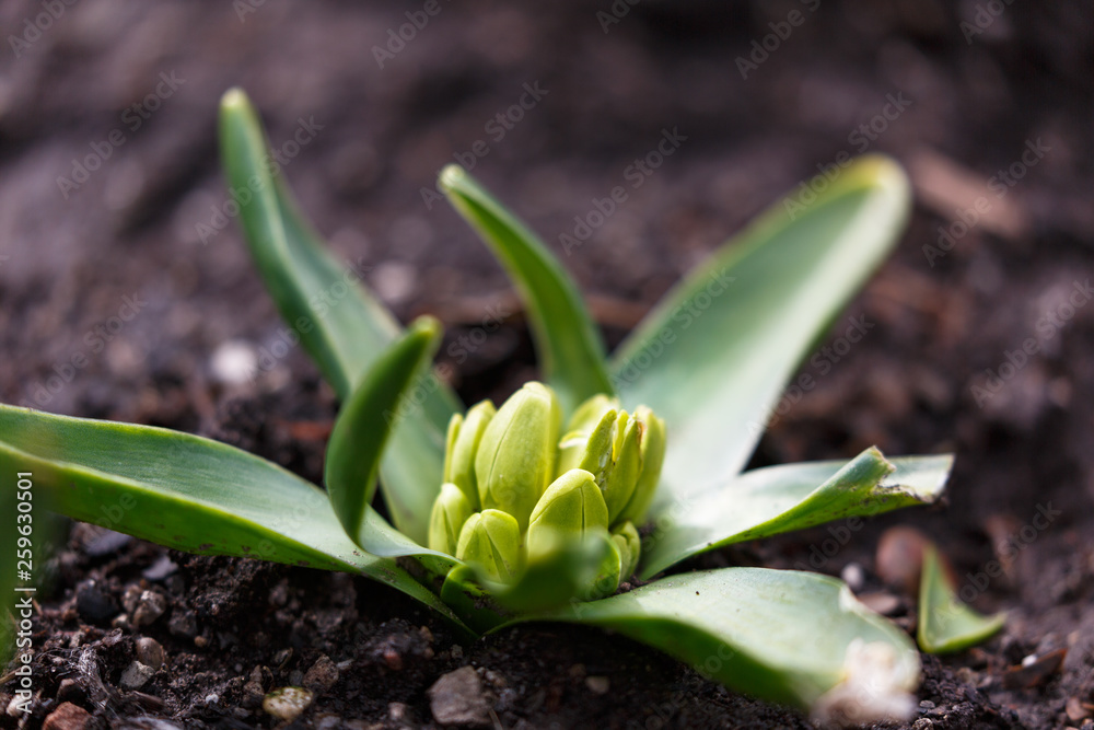 Fototapeta premium Flower bud in spring