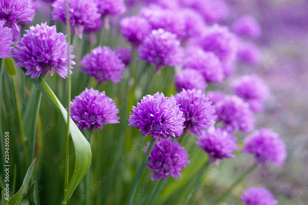Purple flowers of wild onions in the garden close-up, soft focus Purple flowers of wild onions in the garden close-up, soft focus
