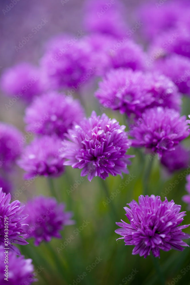 Purple flowers of wild onions in the garden close-up, soft focus Purple flowers of wild onions in the garden close-up, soft focus