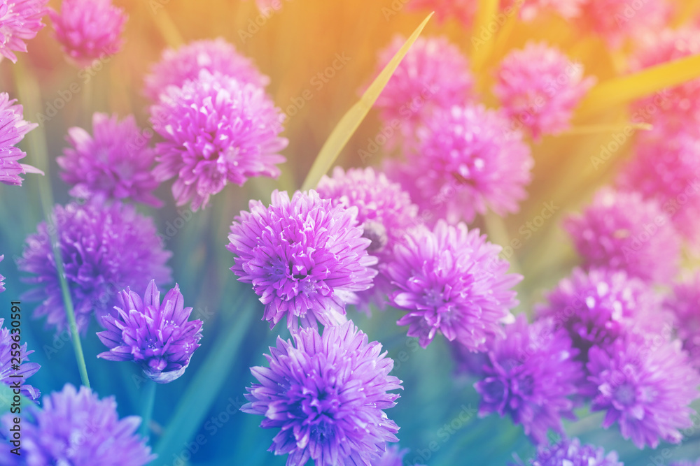 Purple flowers of wild onions in the garden closeup, soft focus, toned Purple flowers of wild onions in the garden closeup, soft focus, toned