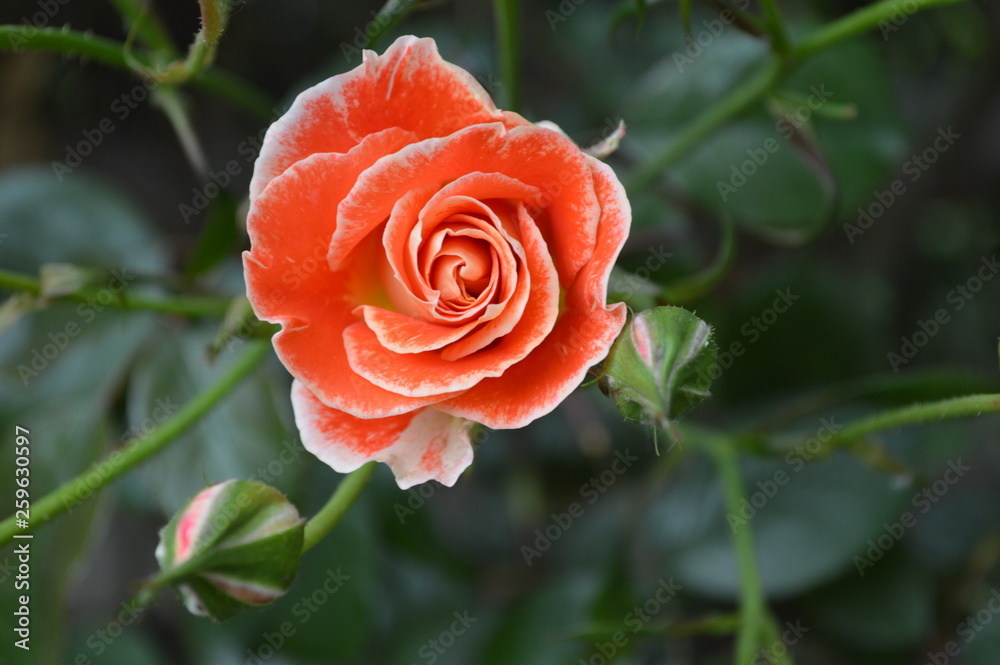 Rosa solitaria, día de las madres, día de la mujer, bella rosa en jardin. Rosa solitaria, día de las madres, día de la mujer, bella rosa en jardin.