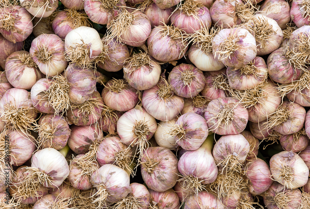 Spicy cooking ingredient picture. Pile of white garlic heads. White garlic head heap top view Spicy cooking ingredient picture. Pile of white garlic heads. White garlic head heap top view