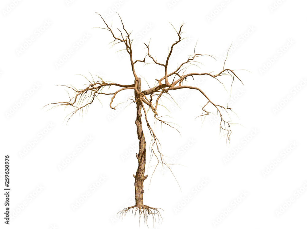Obraz premium Dead Tree isolated over a white background 