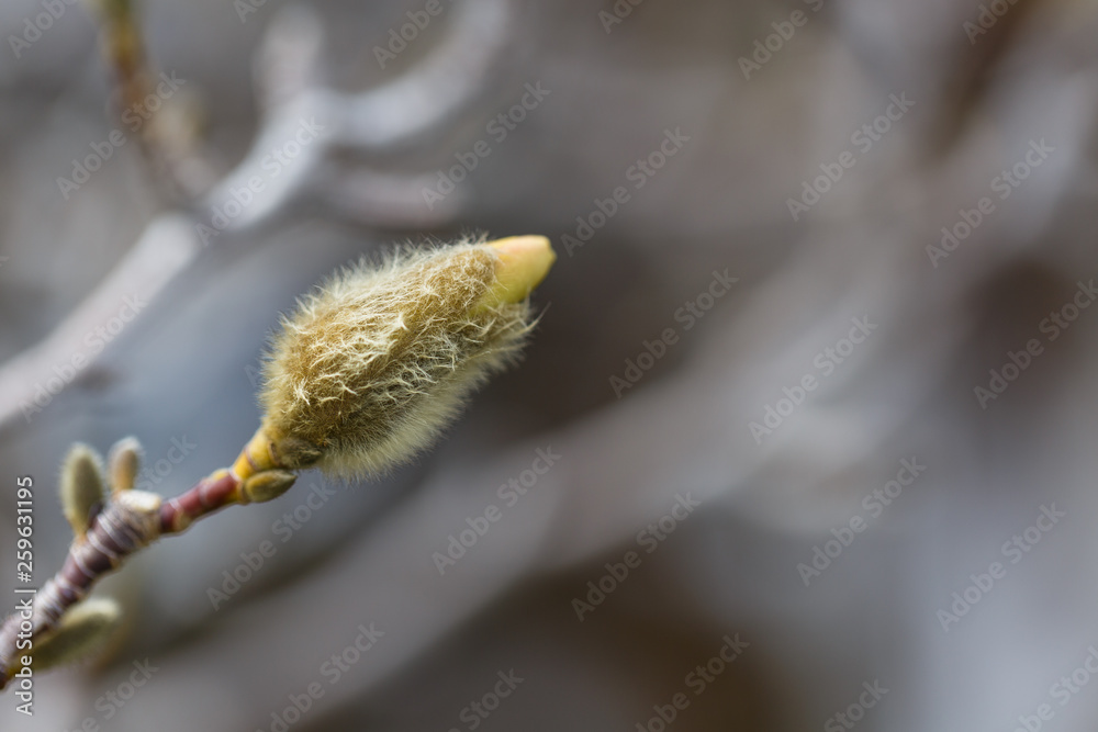 Naklejka premium Loebner Magnolia bud