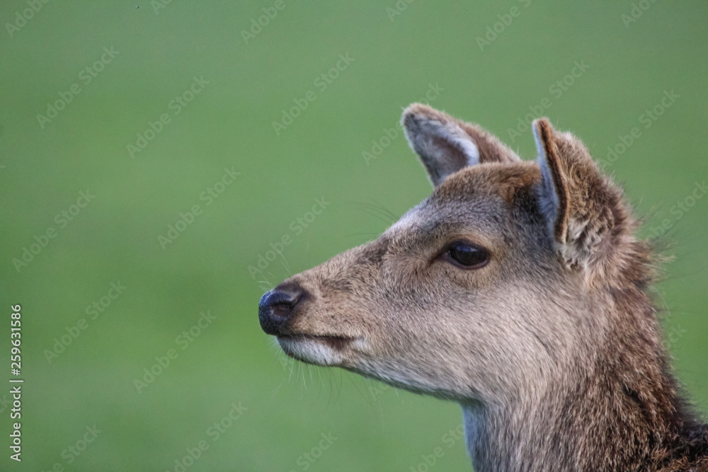 sika deer