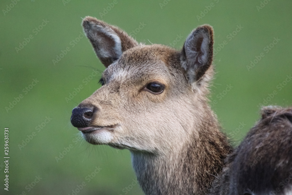 sika deer