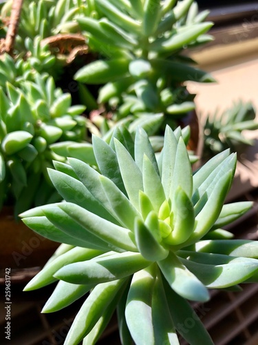 Healthy green succulents © nunu