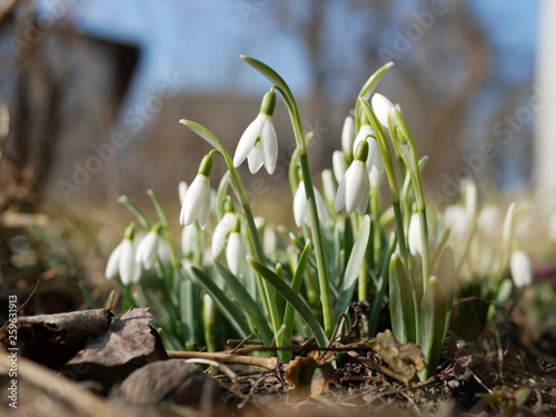 Polonne / Ukraine - 4 March 2019: Snowdrop or common snowdrop (Galanthus nivalis) flowers. A blooming bouquet of snowdrops in full sun heralds the arrival of spring