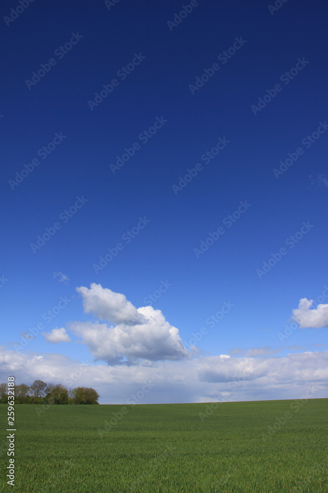Fototapeta premium View across green field of early crops against a blue sky with light clouds in Witcham Cambridgeshire UK