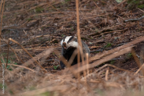 Vászonkép European Badger, Meles meles, walking/foraging/rambling near sett looking for food during the evening in scotland during spring
