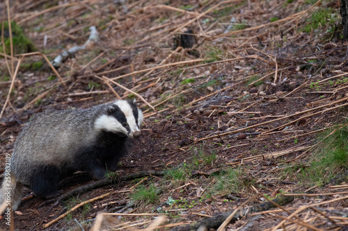 European Badger, Meles meles, walking/foraging/rambling near sett looking for food during the evening in scotland during spring.