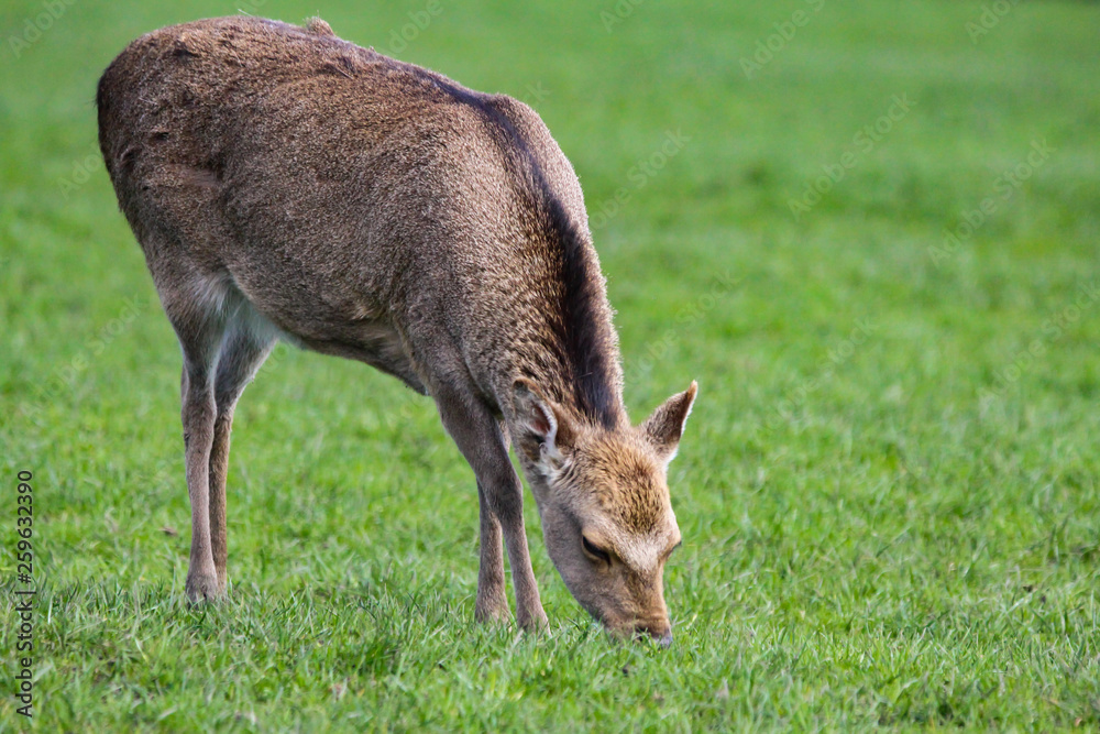sika deer sika deer