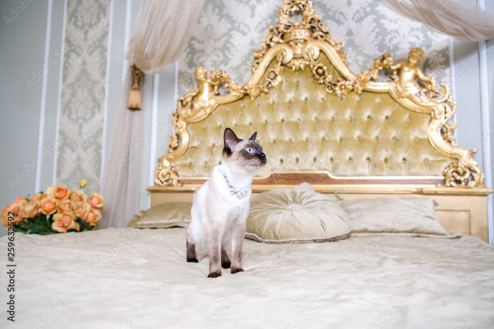 The theme of luxury and wealth. Young cat without a tail purebred bobtail Mecogon is on the big bed headboard near the Renaissance Baroque pillow in France Europe Versailles Palace - obrazy, fototapety, plakaty 