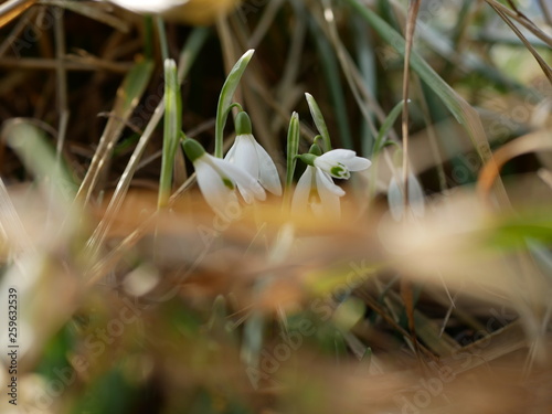 Polonne / Ukraine - 4 March 2019: Snowdrop or common snowdrop (Galanthus nivalis) flowers. A blooming bouquet of snowdrops in full sun heralds the arrival of spring