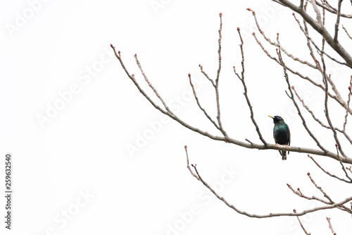 Bird in early spring