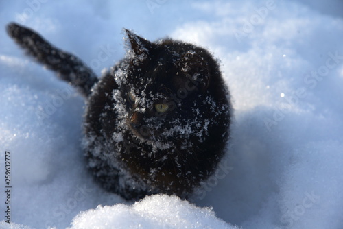 black snow cat