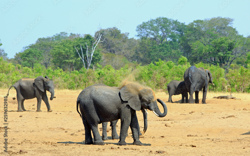 Fototapeta premium Elephants dusting themselves on the bibrant plains in Hwange National Park, Zimbabwe