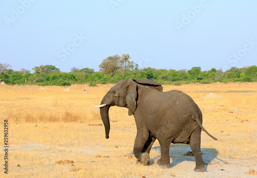 Lone african elephant with ears flapping and walking on the dry arid african plains with a bright blue pale sky in Hwange National Park  Zimbabwe