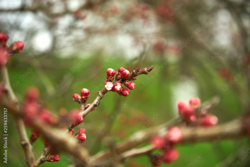 A sprig of blossoming apricots A sprig of blossoming apricots