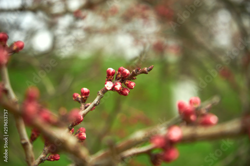 A sprig of blossoming apricots