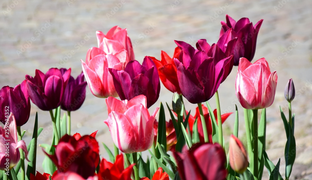 Fototapeta premium Pinke und rosafarbene Tulpen im Bauerngarten