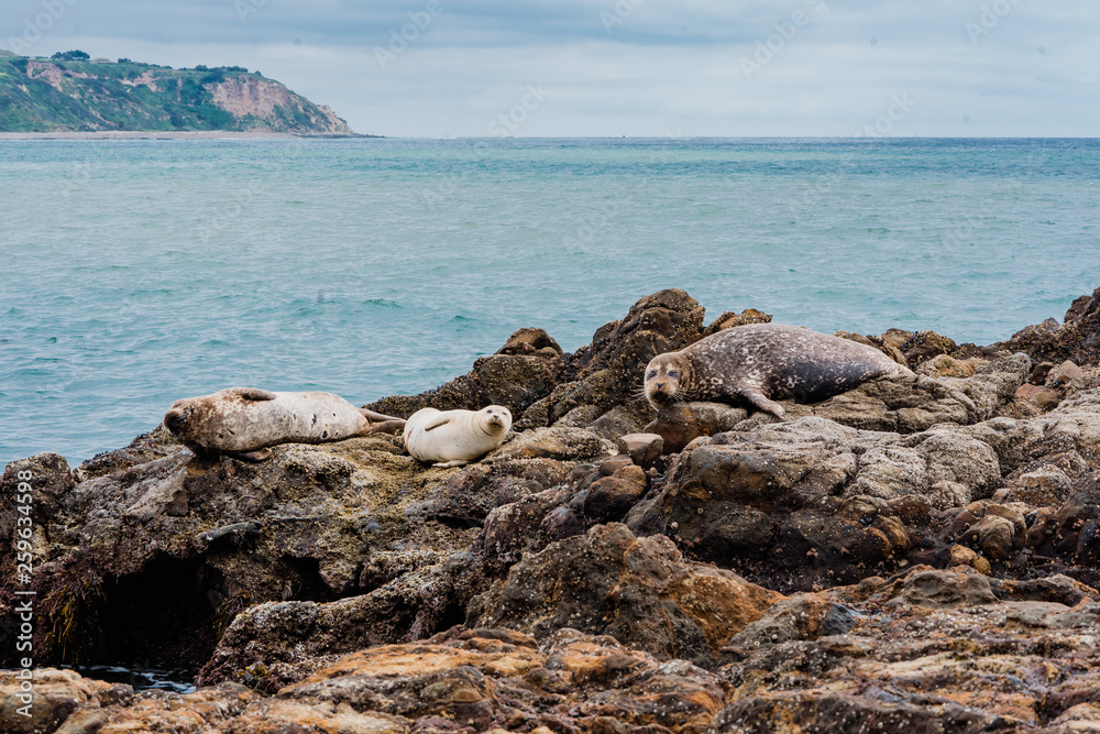Harbor Seals basking on California rocky coast 