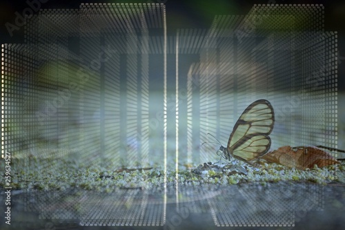 Butterfly background with geometric figures. Butterfly with geometric figures