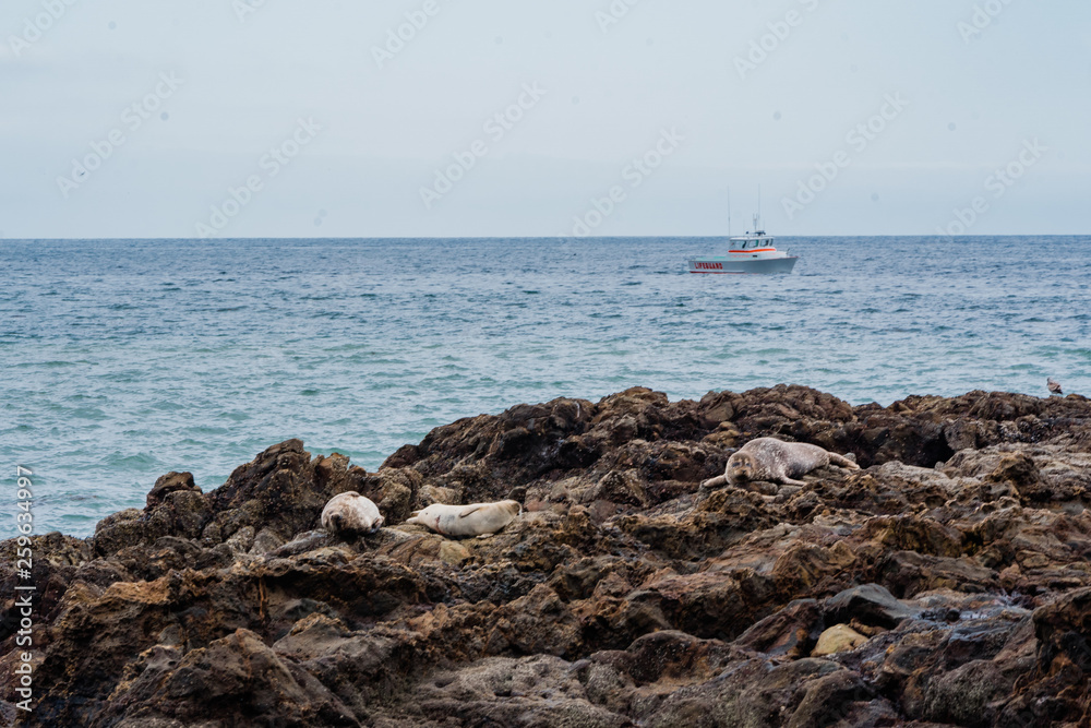 Harbor Seals basking on California rocky coast Harbor Seals basking on California rocky coast