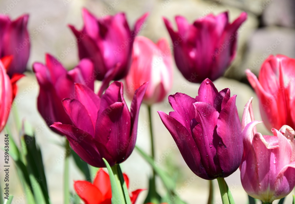 Naklejka premium Tulpenvielfalt