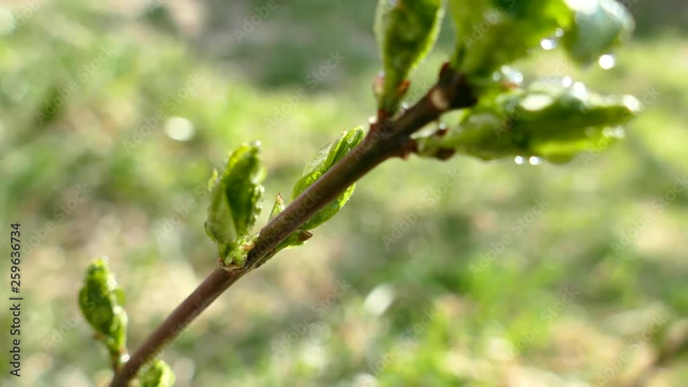 The buds are spreading over branches of trees. Spring in the garden. Green buds. The buds are spreading over branches of trees. Spring in the garden. Green buds.