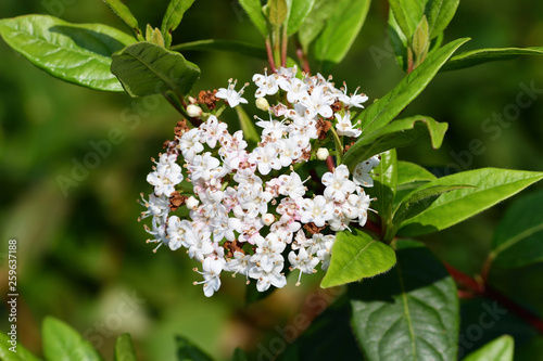 Close up of viburnum tinus (laristinus viburnum) flowers photo